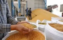 هشدار واردکنندگان/۱۷ ماه تأخیر ارزی، تأمین کالاهای اساسی را تهدید می‌کند