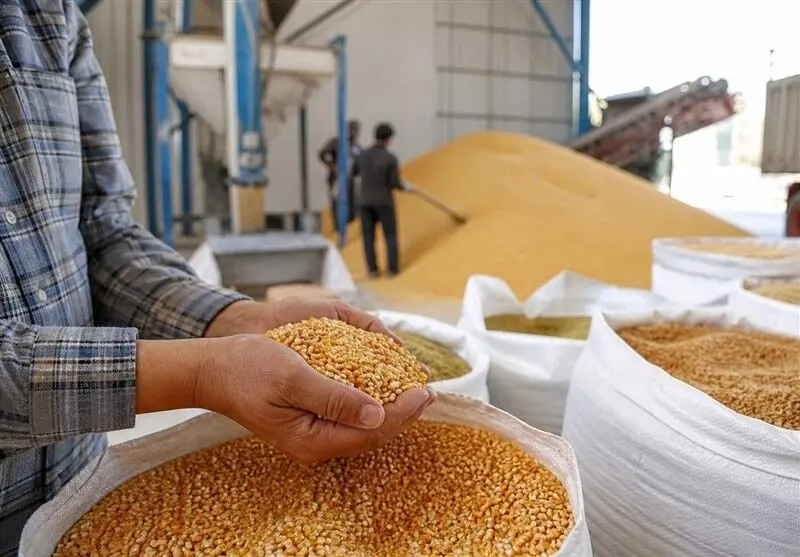 هشدار واردکنندگان/۱۷ ماه تأخیر ارزی، تأمین کالاهای اساسی را تهدید می‌کند