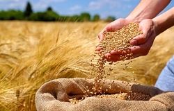 نیاز گندم کشور تا پایان سال تأمین شد