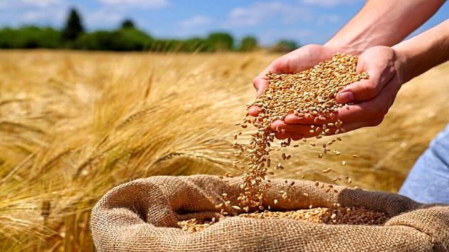 نیاز گندم کشور تا پایان سال تأمین شد