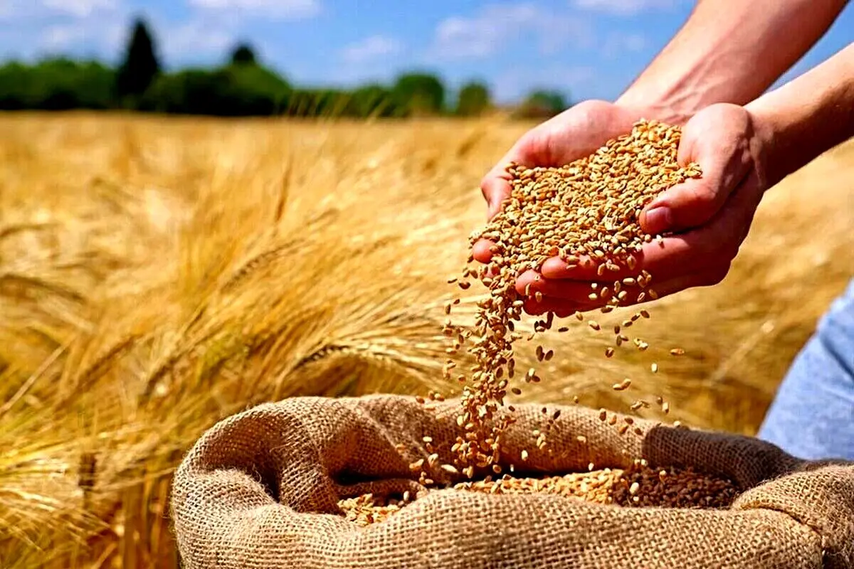 نیاز گندم کشور تا پایان سال تأمین شد