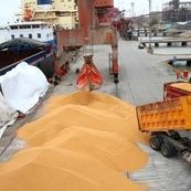 خرید و فروش نهاده دامی خارج از سامانه بازارگاه ممنوع شد